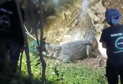 IIT मुंबई कॅम्पसमध्ये 9 फूट लांबीची मगर आढळली, परिसरात खळबळ