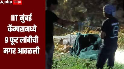 आयआयटी मुंबईच्या कॅम्पसमध्ये सोमवारी पहाटे 9 फूट लांबीची मगर आढळून आल्याची घटना घडली आहे.