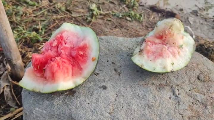 गारपिटीमुळे कलिंगडाला तडे, मार लागल्याने आतमध्येही कलिंगड सडण्यास सुरुवात