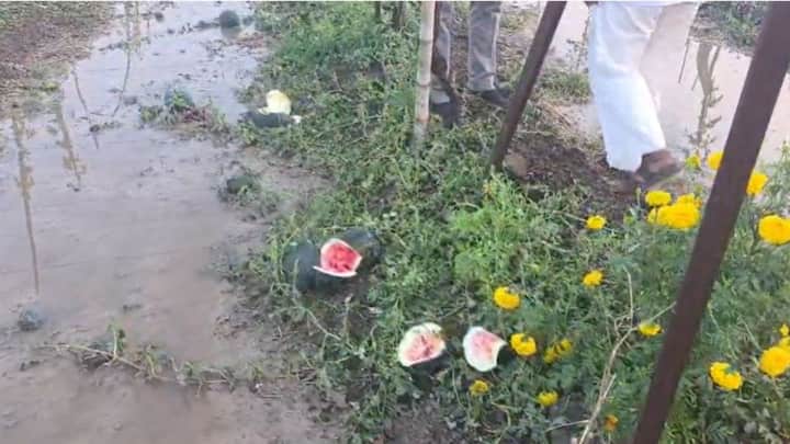 लिंबाच्या आकाराच्या गारा पडल्या शेतकऱ्याची माहिती