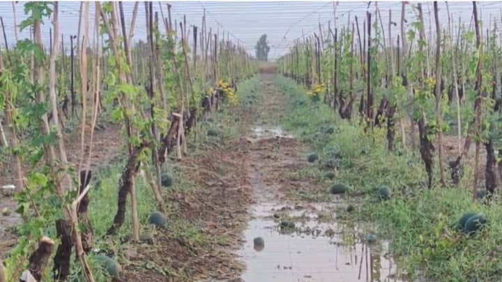 धाराशिवमध्ये तुफान गारपीट आणि अवकाळी पावसामुळे शेतकऱ्यांचे मोठे नुकसान झाले आहे.