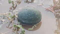 Dharashiv Rain and Hailstorm: धाराशिवमध्ये भयानक गारपीट अन् पाऊस, कलिंगडाचं सोन्यासारखं पीक पाण्यात गेलं, बळीराजा हवालदील