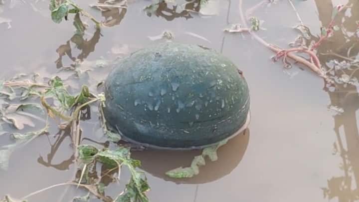 धाराशिवच्या लोहारा तालुक्यात अवकाळी पाऊस आणि गारपिटीचा शेतीला मोठा फटका