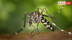 গরম পড়তেই মশার দাপট ? কয়েল বা স্প্রে ছাড়াই মশা তাড়ান এই ৫টি ঘরোয়া উপায়ে !