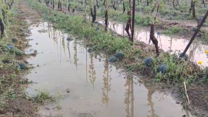 गारपिटीच्या तडाख्यातील कलिंगड खाण्यासाठी काढता येणार नाही, आतून नासतील, असे एका शेतकऱ्याने सांगितले.
