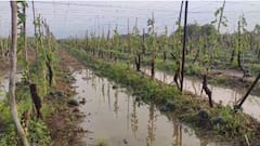 Dharashiv Rain and Hailstorm: धाराशिवमध्ये भयानक गारपीट अन् पाऊस, कलिंगडाचं सोन्यासारखं पीक पाण्यात गेलं, बळीराजा हवालदील