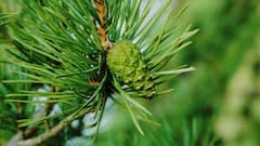 क्या आपने चखा है भारत का सबसे कीमती ड्राई फ्रूट? कीमत जान पैरों तले खिसकेगी जमीन