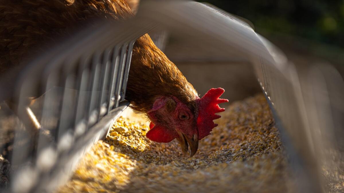 Bird Flu Confirmed In Kerala’s Alappuzha, Nearly 6,000 Birds To Be Culled As Containment Begins