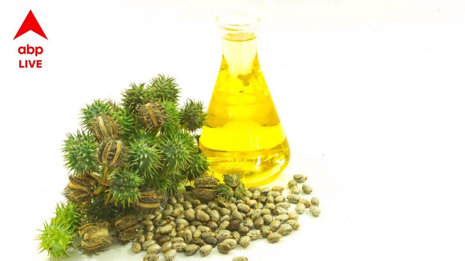 Castor Oil Benefits: নাভিতে ক্যাস্টর অয়েল লাগালে ঝরঝরিয়ে কমে মেদ, হজমেও সহায়ক? সোশ্যাল মিডিয়ার ভাইরাল এই টোটকা আদৌ সত্যি?