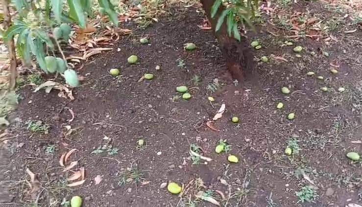 Gir somanth Rain: ગીર સોમનાથ જિલ્લામાં કરા સાથે ધોધમાર વરસાદ, કેરીના પાકને નુકસાન