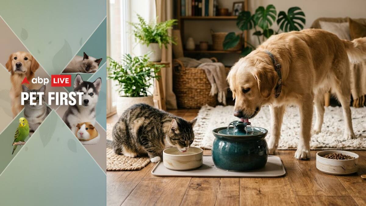 Pet First | 7 Simple Ways To Boost Your Pet’s Water Intake Daily And Prevent Dehydration