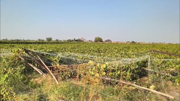 सोलापूर दौऱ्यावर असताना आज मंत्री अँड आशिष शेलार यांनी उत्तर सोलापूर तालुक्यातील पडसाळी या गावी गुढीपाडव्याच्या दिवशी अवकाळी पावसामुळे झालेल्या नुकसानाची पाहणी केली. अंकुश दासा शिरसाट यांच्या द्राक्ष बागेची आज पाहणी केली.