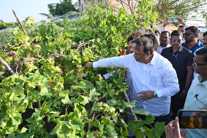 Maharashtra Unseasonal Rain : अवकाळी पावसाने उत्तर सोलापूर तालुक्यातील पडसाळी गावातील द्राक्ष उत्पादक शेतकऱ्यांना मोठा फटका बसलाय. गारपीठ आणि अवकाळी पावसामुळे हिरव्यागार द्राक्ष बागा अक्षरशः जमीनदोस्त झाल्या आहेत.
