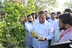 Solapur Rain : महाराष्ट्रावर 'अवकाळी' संकट, गारपीट अन् पावसाच्या तडाख्यानं उभी पिकं झाली आडवी; पाहणीसाठी गेलेल्या मंत्री आशिष शेलारांपुढं बळीराजाला रडू कोसळलं