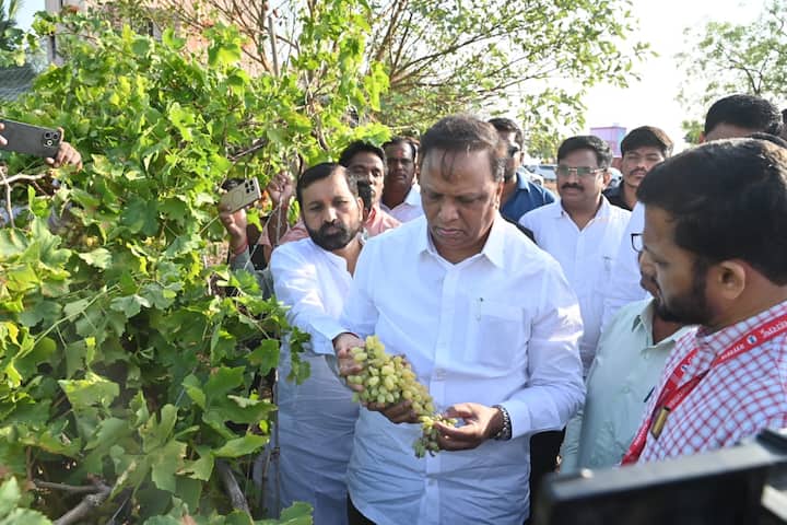 उभं पीक डोळ्या देखत आडवं झाल्याने बळीराजा पुन्हा हवालदिल झाला आहे. दरम्यान, या नुकसानाची पाहणी माहिती-तंत्रशिक्षण मंत्री आशिष शेलार यांनी केली.