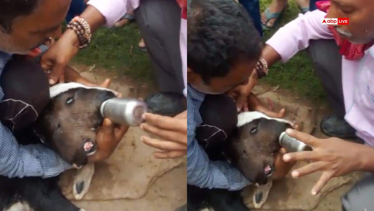 बिहार: 2 मुंह और 4 आंखों वाले बछड़े को देखने उमड़ा जनसैलाब, आस्था के साथ लोग पिला रहे दूध