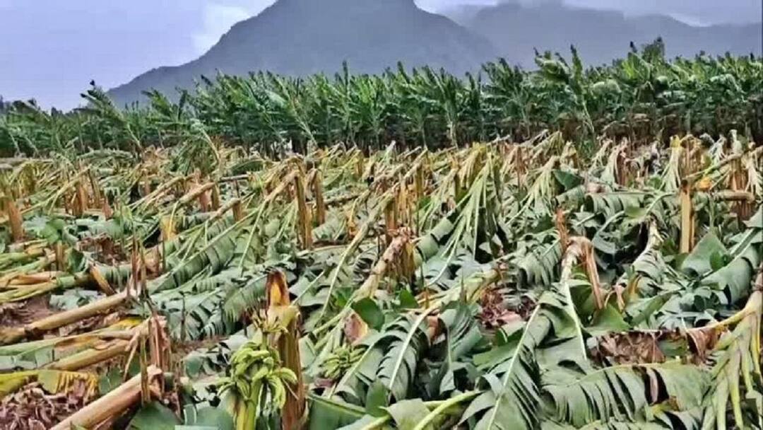 திருச்சி வாழை விவசாயிகள் கண்ணீர்: பலத்த காற்றால் வாழை மரங்கள் முறிந்து வாழ்வாதாரம் கேள்விக்குறி!