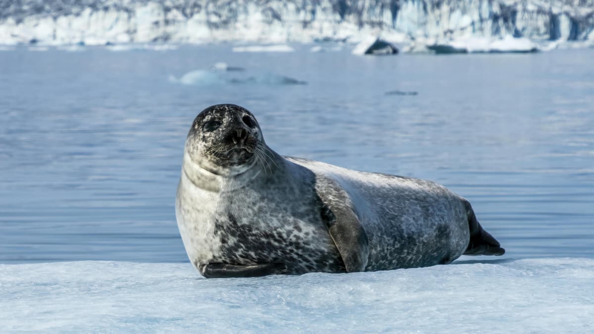 International Day Of The Seal 2026: 8 Mind-Blowing Facts About These Ocean Survivors