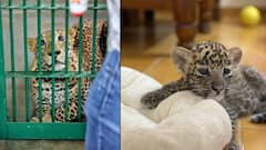 मुंबईच्या राष्ट्रीय उद्यानातील ‘बीट्टू’ बिबट्याचा मृत्यू; प्रताप सरनाईकांशी होतं खास नातं, लेकाची भावुक पोस्ट