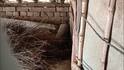 Nagpur Leopard : बिबट्याचं थेट गावातील गोठ्यात मुक्काम, वनविभागाची रेस्क्यू टीम लावाजम्यासह पोहचली; पण डार्टसाठी आणलेली औषध निघालं कालबाह्य, अन् मग पुढे....