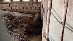 Nagpur Leopard : बिबट्याचं थेट गावातील गोठ्यात मुक्काम, वनविभागाची रेस्क्यू टीम लावाजम्यासह पोहचली; पण डार्टसाठी आणलेली औषध निघालं कालबाह्य, अन् मग पुढे....