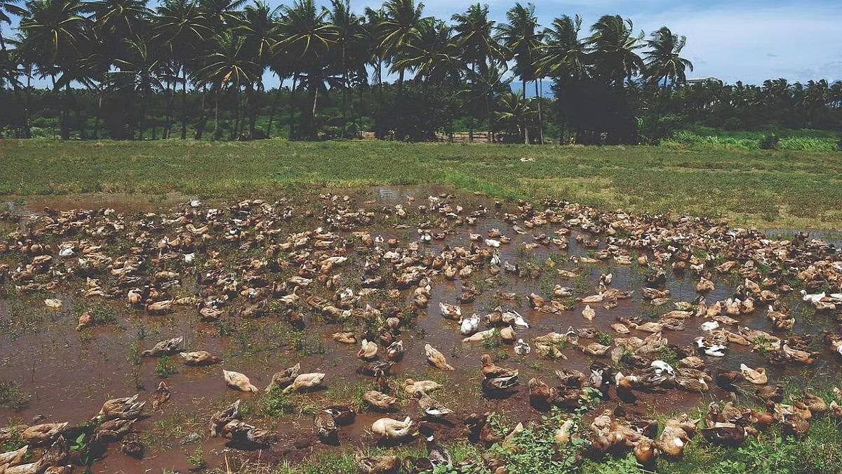 தஞ்சாவூர் வயல்களில் வாத்து மேய்ச்சல்: இயற்கை உரம், அதிக லாபம் தரும் தொழில்! விவசாயிகள் மகிழ்ச்சி