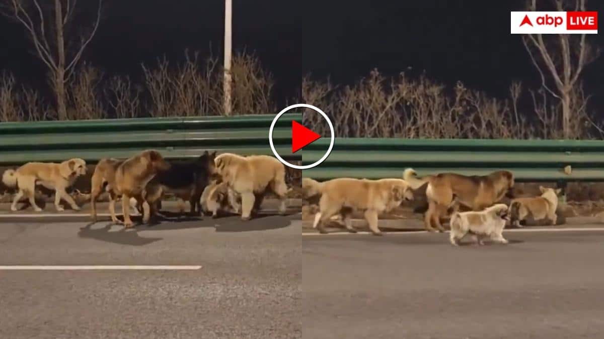 Video: ट्रक से कूदे चोरी हुए 7 कुत्ते, रास्ता खुद ढूंढा और पहुंच गए अपने मालिक के पास, वीडियो वायरल