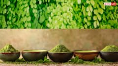 घर में ही सेहत का खजाना! किचन गार्डन में उगाएं मोरिंगा और पाएं जबरदस्त फायदे