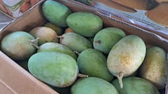 ગીર-તાલાલાને પાછળ રાખી પોરબંદરમાં આવી ગઈ કેસર કેરી: માર્કેટ યાર્ડમાં સિઝનની સૌપ્રથમ આવક શરૂ, જાણો શું રહ્યો ભાવ?