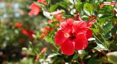 Chaitra Navratri 2026: मां दुर्गा की पूजा से दूर रखें ये चीजें, वरना नाराज हो सकती हैं देवी