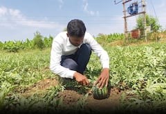 शेतकऱ्याचा नादच खुळा, लालऐवजी पिवळं अन् केशरी रंगाचं टरबूज; शेतीतला गोल्डन प्रयोग यशस्वी