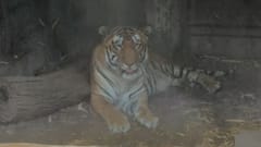 Rajiv Gandhi Zoological Park : पुण्यात उन्हाच्या झळा; प्राण्यांची विशेष काळजी, उन्हापासून वाचण्यासाठी कात्रजच्या प्राणीसंग्रहालयात आता फॉगर