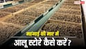 अमोनिया की कमी से आलू को कोल्ड स्टोरेज में रखना हुआ महंगा, जानें इसे बचाने के तरीके