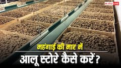 अमोनिया की कमी से आलू को कोल्ड स्टोरेज में रखना हुआ महंगा, जानें इसे बचाने के तरीके