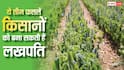 कम लागत में ज्यादा मुनाफा, ये 3 फसलें बदल सकती हैं किसानों की किस्मत