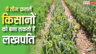 कम लागत में ज्यादा मुनाफा, ये 3 फसलें बदल सकती हैं किसानों की किस्मत