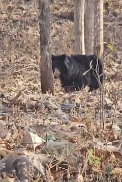 माये गं माये... लेकरांना पाठीवर घेऊन अस्वल मातेची 2-3 किमी पायपीट, अमरावतीतील प्रेमळ व्हिडिओ व्हायरल