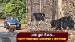 माये गं माये... लेकरांना पाठीवर घेऊन अस्वल मातेची 2-3 किमी पायपीट, अमरावतीतील प्रेमळ व्हिडिओ व्हायरल
