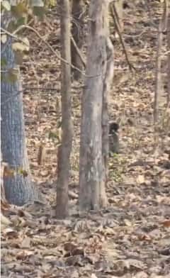 माये गं माये... लेकरांना पाठीवर घेऊन अस्वल मातेची 2-3 किमी पायपीट, अमरावतीतील प्रेमळ व्हिडिओ व्हायरल