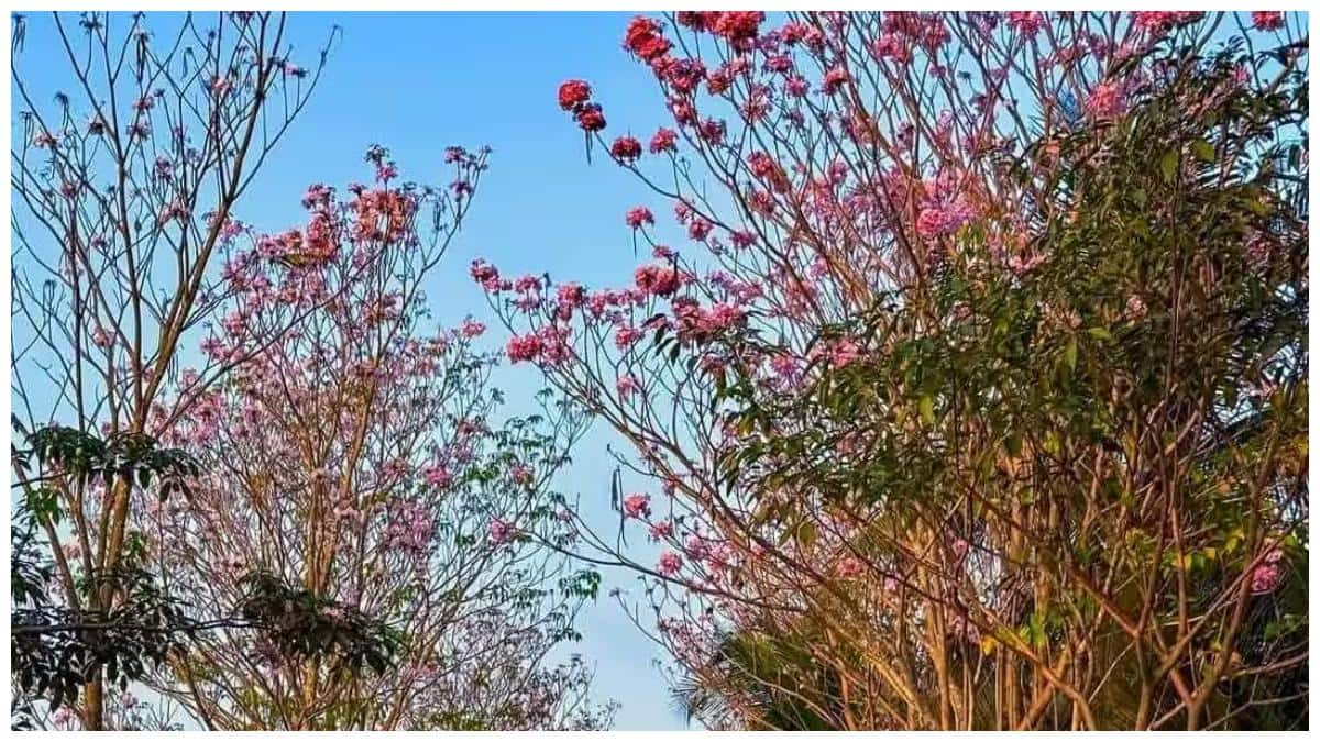 Konaseema News: పూలనపాన్పులా కోనసీమ రహదారులు! తిప్పుకోలేని సుందర దృశ్యాలు! మైమరిపిస్తున్న ట్రంపెట్ చెట్ల అందాలు!