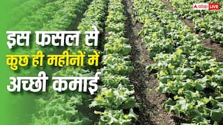 कुछ ही महीनों में उग आती हैं ये फसल, किसान भाई कमा सकते हैं तगड़ा मुनाफा