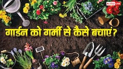 अप्रैल में गार्डन को रखें हरा-भरा, गर्मी से बचाने के स्मार्ट तरीके