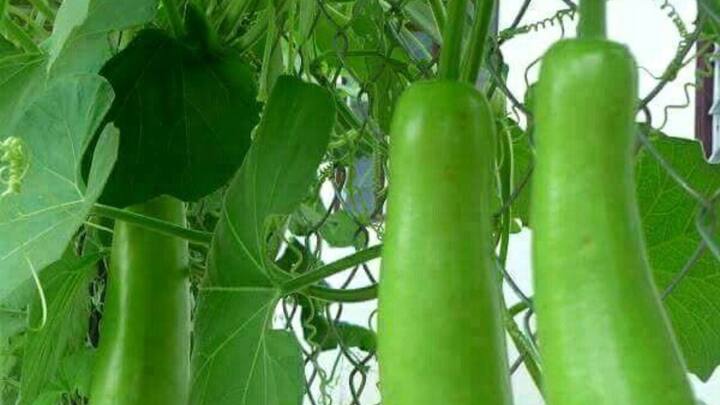 लौकी के पौधे को अच्छी ग्रोथ के लिए रोजाना 5 से 8 घंटे की धूप मिलना जरूरी है. साथ ही पानी का संतुलन बनाए रखना भी अहम होता है. ज्यादा पानी देने से पौधा खराब हो सकता है, जबकि कम पानी में इसकी ग्रोथ प्रभावित होती है.