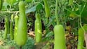 Kitchen Gardening Tips: घर पर उगाएं ताजी-हरी लौकी, गर्मी के सीजन में नहीं पड़ेगी खरीदने की जरूरत