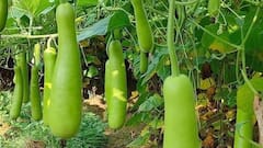 Kitchen Gardening Tips: घर पर उगाएं ताजी-हरी लौकी, गर्मी के सीजन में नहीं पड़ेगी खरीदने की जरूरत