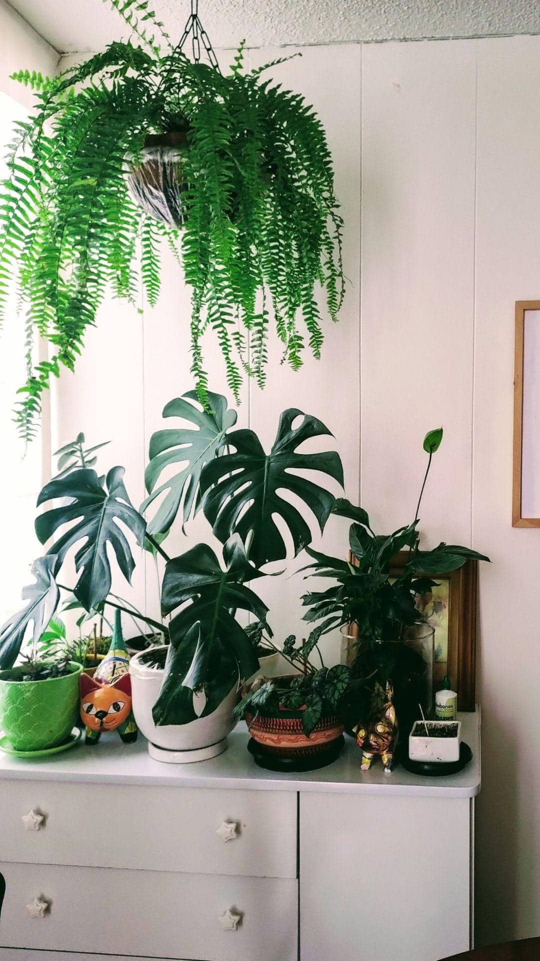 8 Indoor Plants That Will Instantly Freshen Up Your Home This Summer