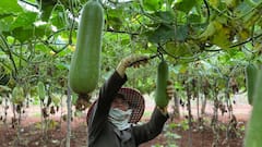Kitchen Gardening Tips: घर पर उगाएं ताजी-हरी लौकी, गर्मी के सीजन में नहीं पड़ेगी खरीदने की जरूरत