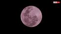 Pink Moon: ब्लड मून से कितना अलग होता है पिंक मून, असमान में कितने साल में एक बार होती है यह घटना?
