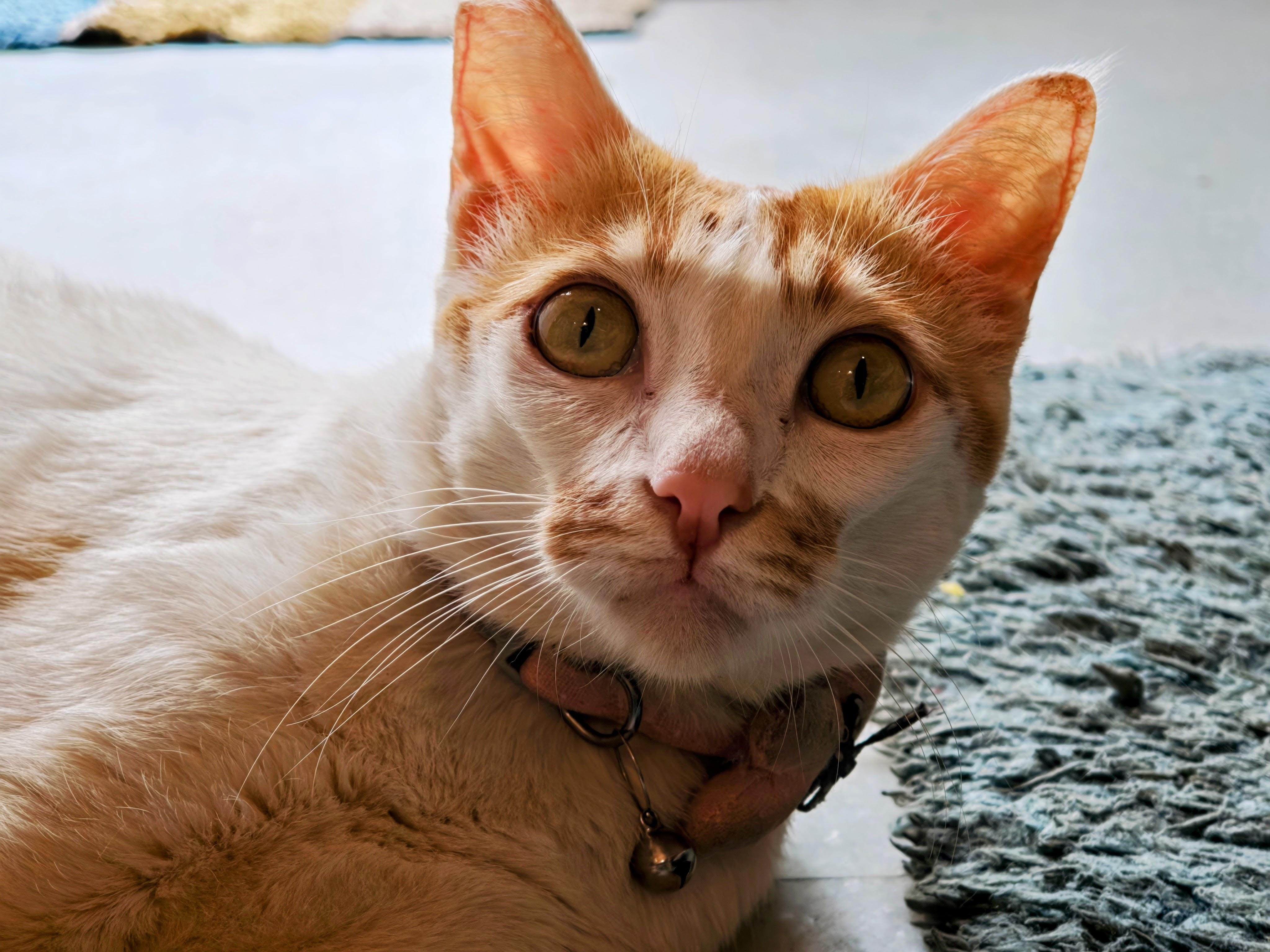 Xiaomi 17 Review: Making 'Compact' Great Again, With A Better-Than-Pro Battery To Boot