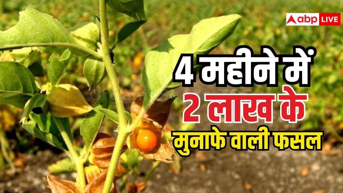 किसानों को ये फसल देगी 4 महीने में 2 लाख रुपये, जानें पूरा बिजनेस प्लान